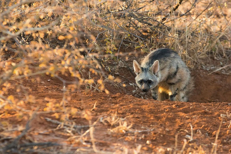 Impodimo Game Lodge マディクウェ野生保護区 エクステリア 写真