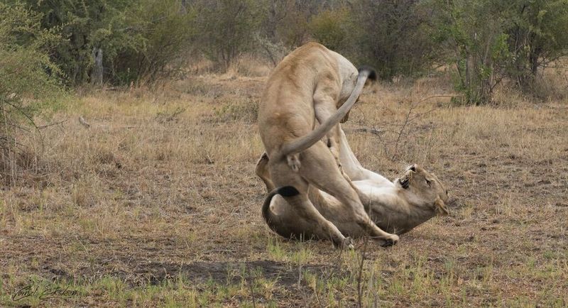 Impodimo Game Lodge マディクウェ野生保護区 エクステリア 写真