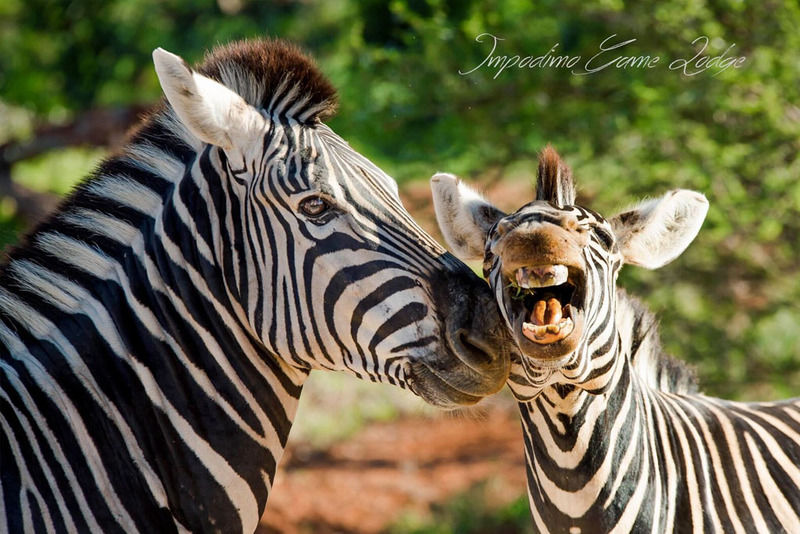 Impodimo Game Lodge マディクウェ野生保護区 エクステリア 写真